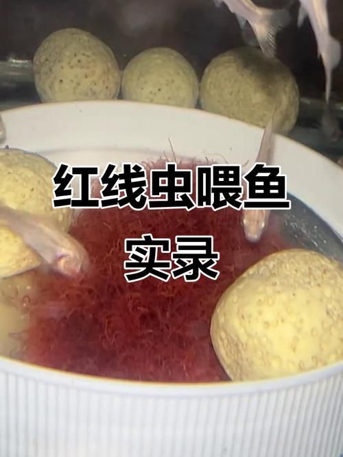 有哪些食物適合龍魚蒙眼恢復期?,龍魚在蒙眼恢復期的飲食管理 龍魚百科 第3張 有哪些食物適合龍魚蒙眼恢復期?,龍魚在蒙眼恢復期的飲食管理 有哪些食物適合龍魚蒙眼恢復期?,龍魚在蒙眼恢復期的飲食管理 龍魚百科 第3張