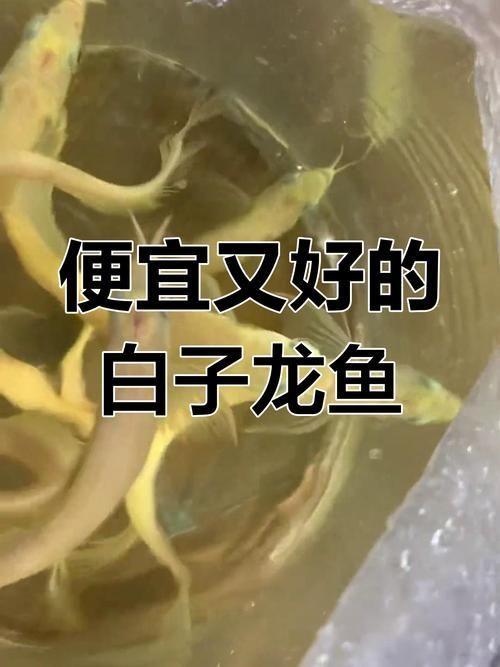 白子龍魚的價格是多少？，白子龍魚價格集中在100元至1500元之間
