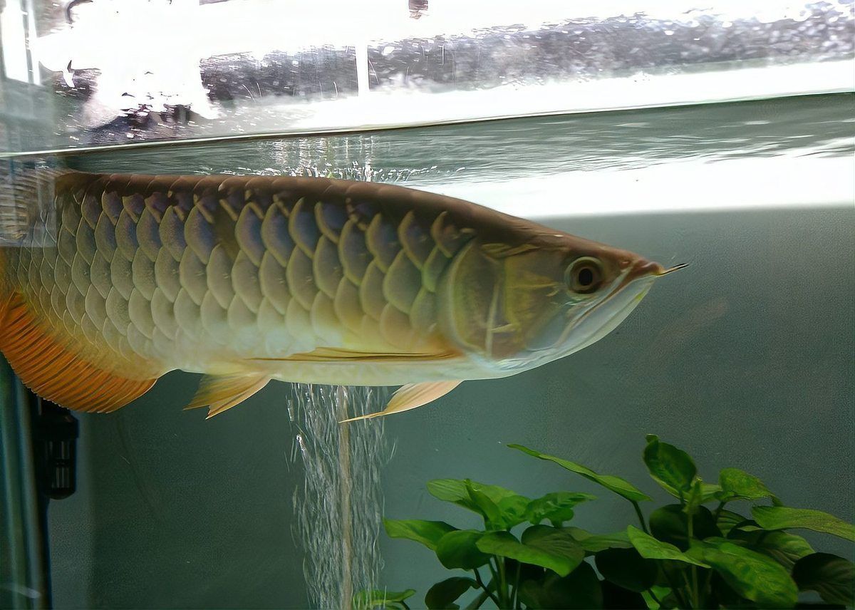 紅龍魚生病后應(yīng)該如何治療？，—環(huán)境調(diào)控—環(huán)境調(diào)控—環(huán)境調(diào)控—康復(fù)護(hù)理