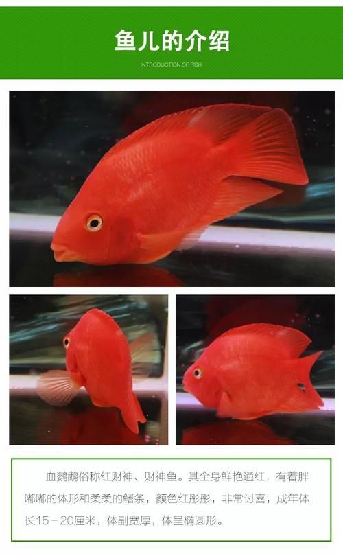 招財魚的價格是多少，招財魚價格跨度極大，從幾元到上萬元不等