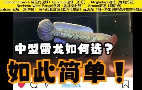 如何辨別雷龍魚的品質(zhì)，雷龍魚如何選購？