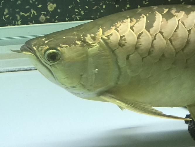 給我一些判斷龍魚鰓蓋卷邊的圖片，判斷龍魚鰓蓋卷邊的圖片示例：龍魚鰓蓋卷邊的圖片示例