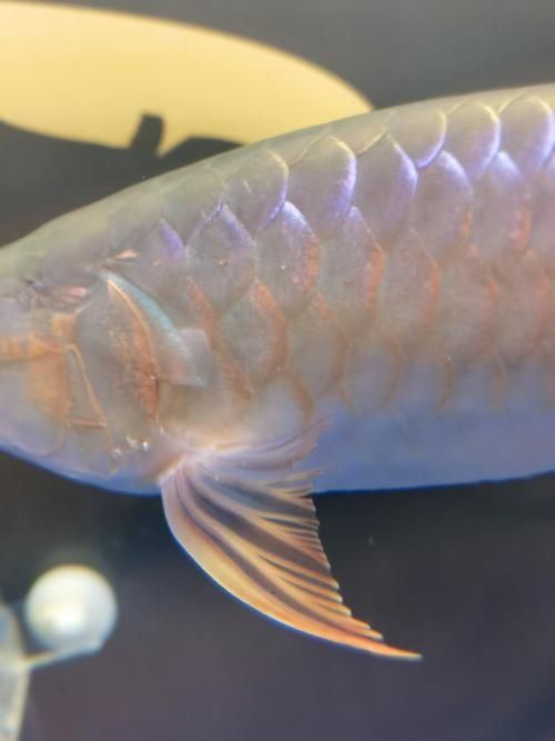 給我一些判斷龍魚鰓蓋卷邊的圖片，判斷龍魚鰓蓋卷邊的圖片示例：龍魚鰓蓋卷邊的圖片示例