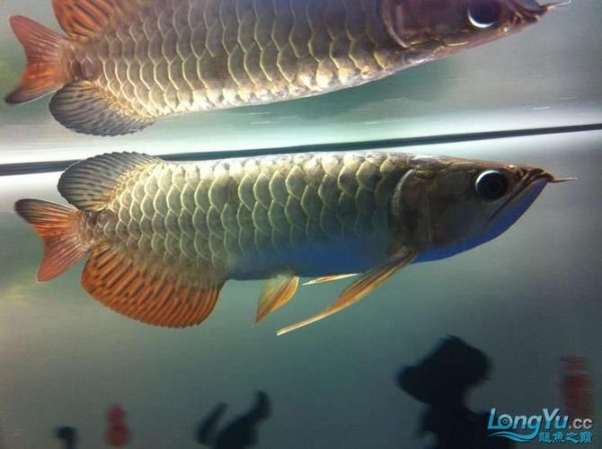 給我一些判斷龍魚鰓蓋卷邊的圖片，判斷龍魚鰓蓋卷邊的圖片示例：龍魚鰓蓋卷邊的圖片示例
