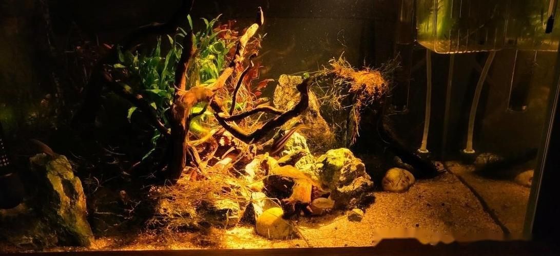 如何調節龍魚缸的pH值？，北京龍魚缸ph值調節ph值調節ph值的重要性和影響范圍