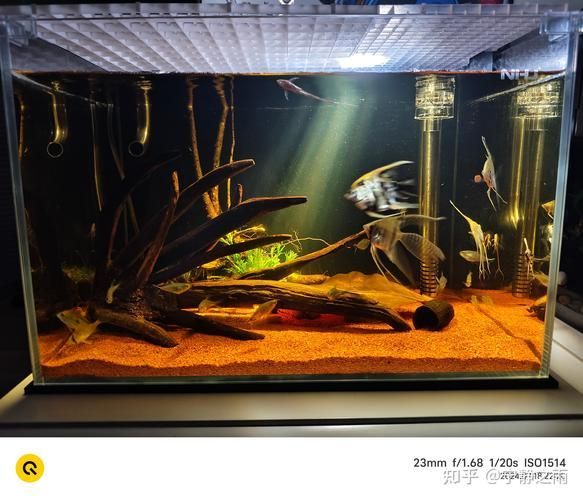 如何調節龍魚缸的pH值？，北京龍魚缸ph值調節ph值調節ph值的重要性和影響范圍