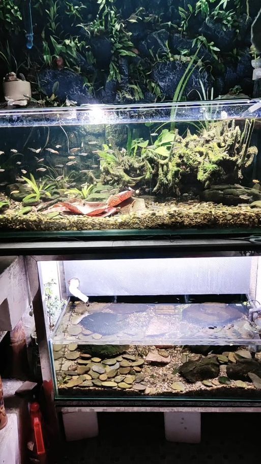 如何調節龍魚缸的pH值？，北京龍魚缸ph值調節ph值調節ph值的重要性和影響范圍