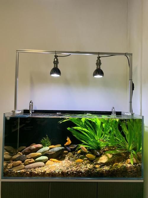 如何調整魚缸光照的強度，如何調整魚缸光照強度 如何調整魚缸光照的強度，如何調整魚缸光照強度 龍魚百科 第4張