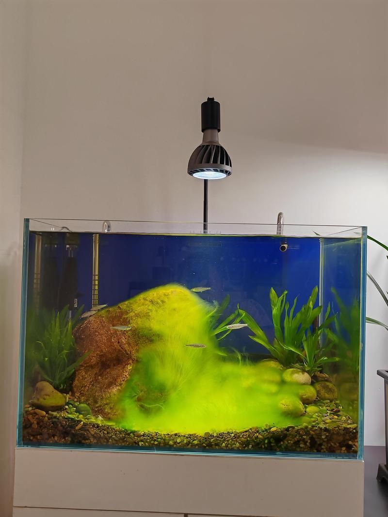 如何調整魚缸光照的強度，如何調整魚缸光照強度 如何調整魚缸光照的強度，如何調整魚缸光照強度 龍魚百科 第6張