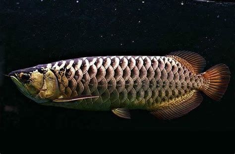 金龍魚哪個品種最具有觀賞價值？，最具觀賞價值的金龍魚品種