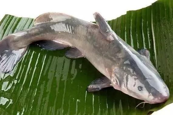 淮南龍魚哪個品種最受歡迎，淮南龍魚哪個品種最受歡迎淮南龍魚哪個品種最受歡迎