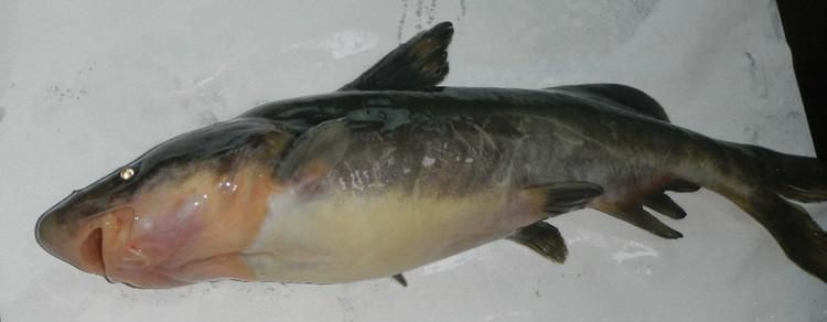 淮南龍魚哪個品種最受歡迎，淮南龍魚哪個品種最受歡迎淮南龍魚哪個品種最受歡迎