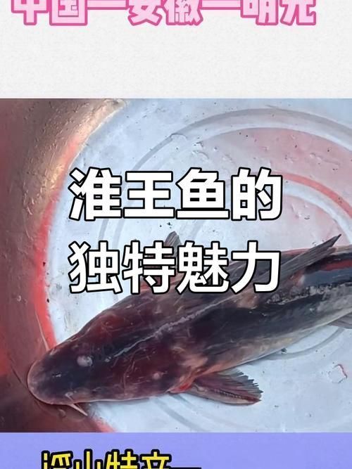淮南龍魚哪個品種最受歡迎，淮南龍魚哪個品種最受歡迎淮南龍魚哪個品種最受歡迎