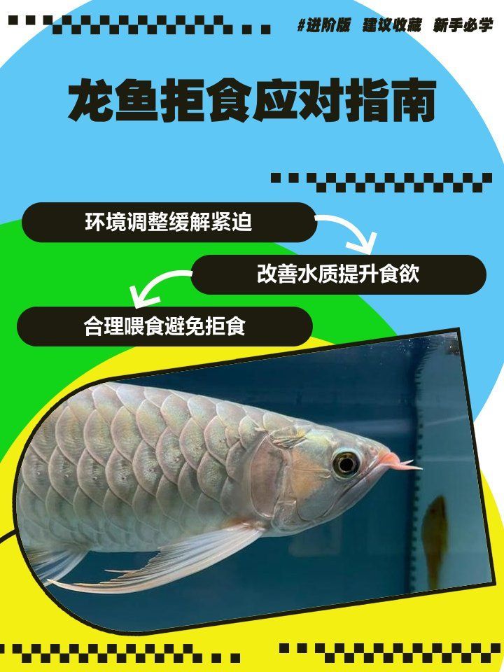 龍魚拒食后如何重新開口，龍魚拒食怎么辦？