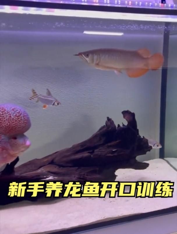 龍魚拒食后如何重新開口，龍魚拒食怎么辦？