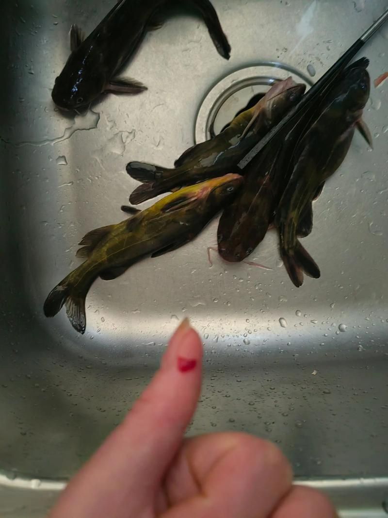 龍魚被咬了最忌三種東西，龍魚被咬后最忌三種東西