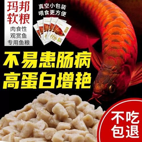 上海龍魚市場有哪些知名商家，上海龍魚市場
