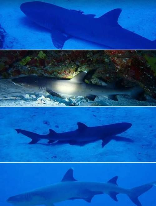 深海龍魚在哪些平臺(tái)上可以觀看？