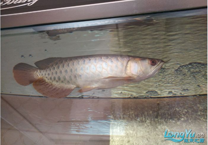 給我一些判斷龍魚側(cè)游是否嚴(yán)重的圖片，判斷龍魚側(cè)游是否嚴(yán)重的圖片示例