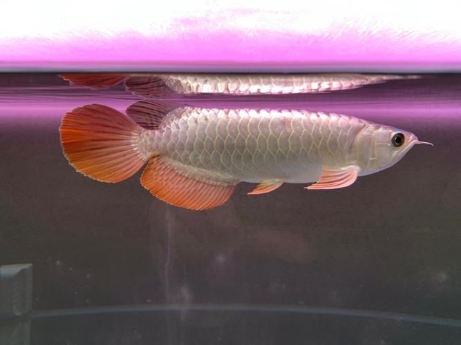 給我一些判斷龍魚側(cè)游是否嚴(yán)重的圖片，判斷龍魚側(cè)游是否嚴(yán)重的圖片示例