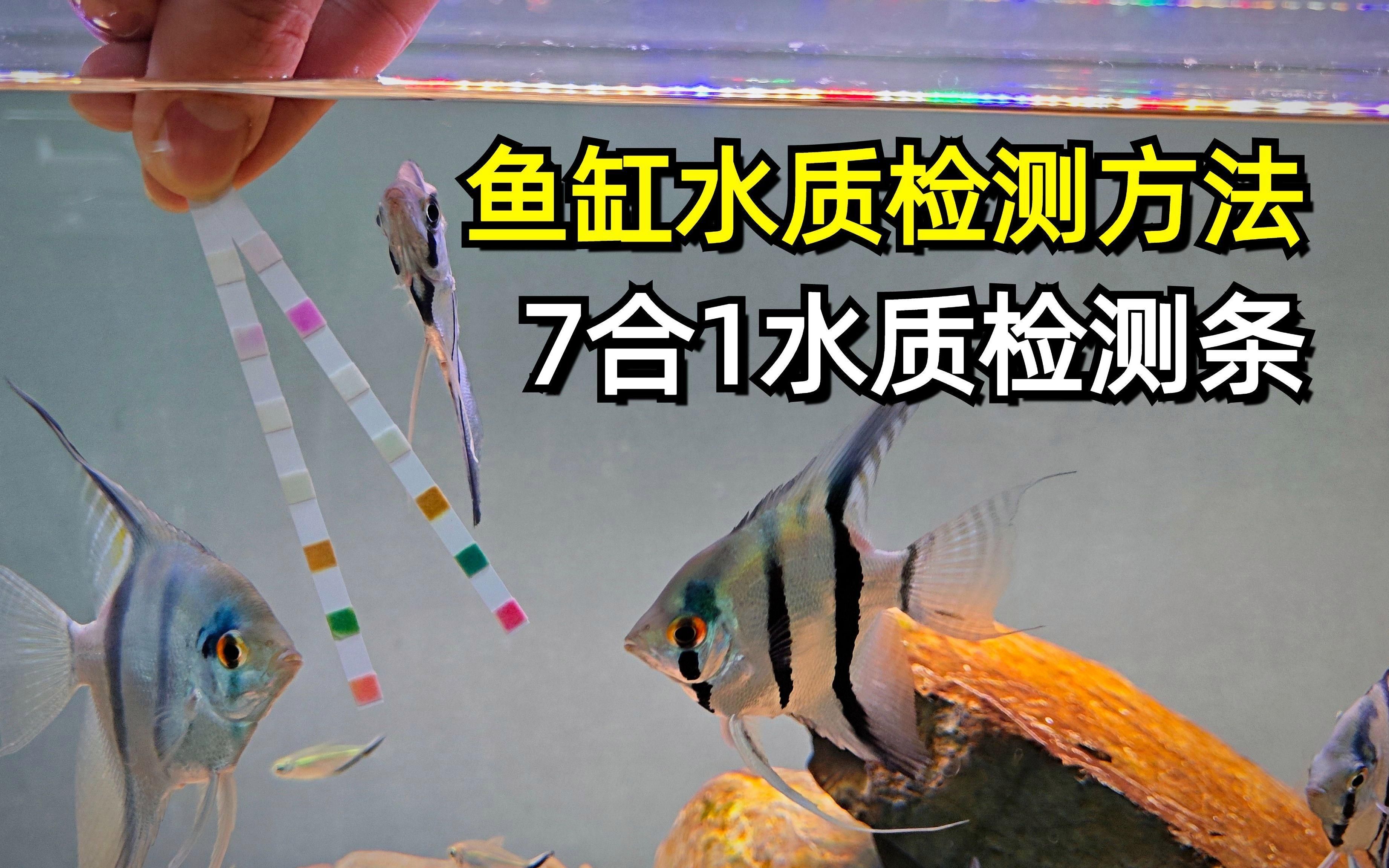 如何判斷魚缸水是否適合觀賞？，如何判斷魚缸水是否適合觀賞
