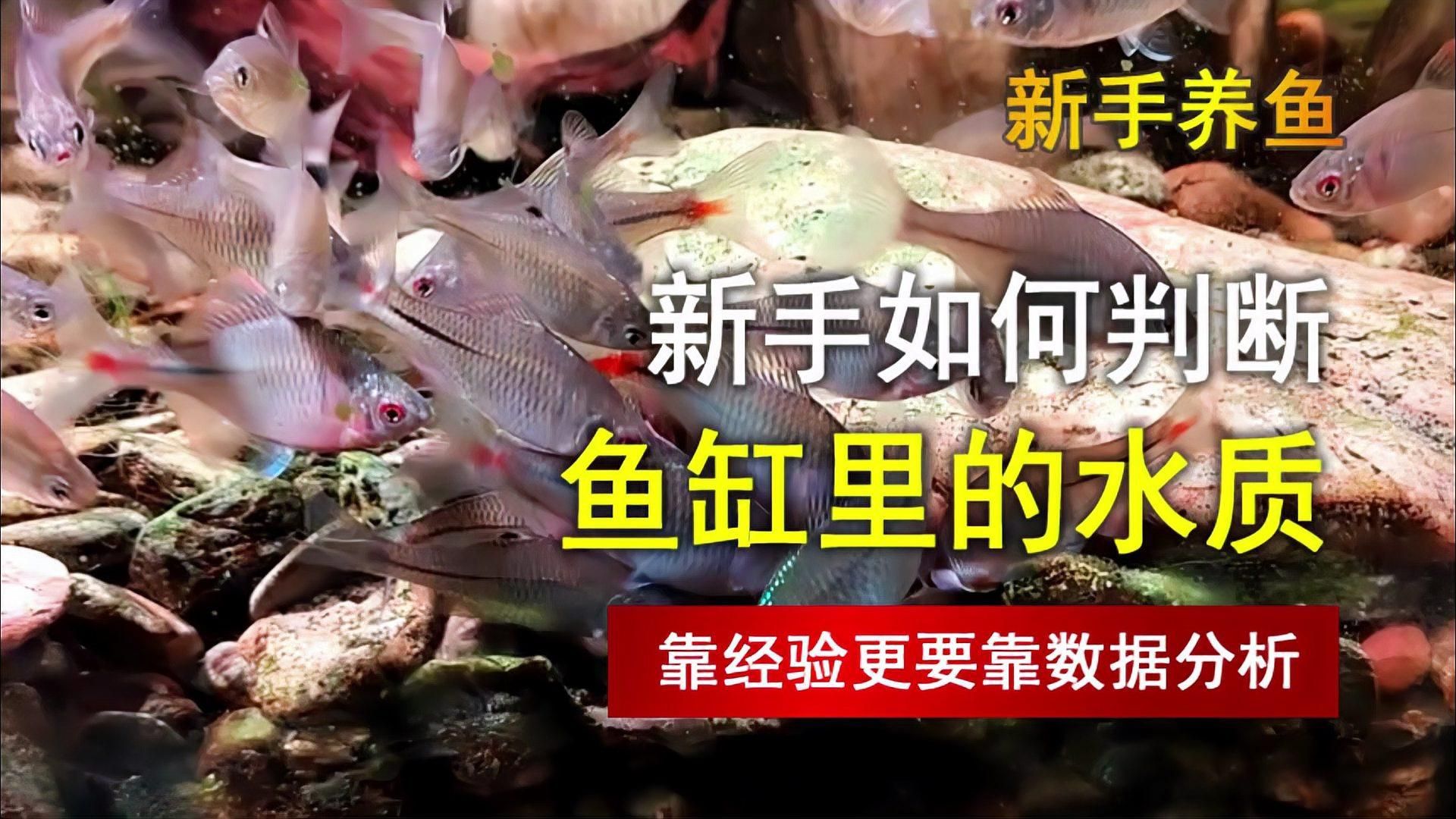 如何判斷魚缸水是否適合觀賞？，如何判斷魚缸水是否適合觀賞