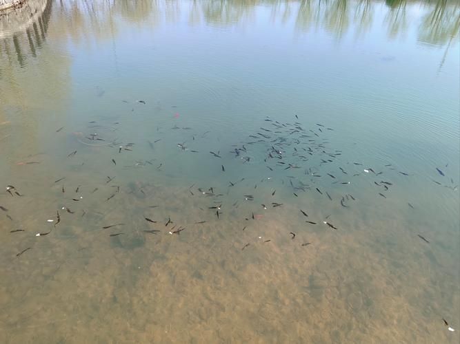 魚塘浮頭時應該如何緊急處理，arxiv論文助手可直接用于魚塘浮頭現象的處理方法 魚塘浮頭時應該如何緊急處理，arxiv論文助手可直接用于魚塘浮頭現象的處理方法 龍魚百科 第5張