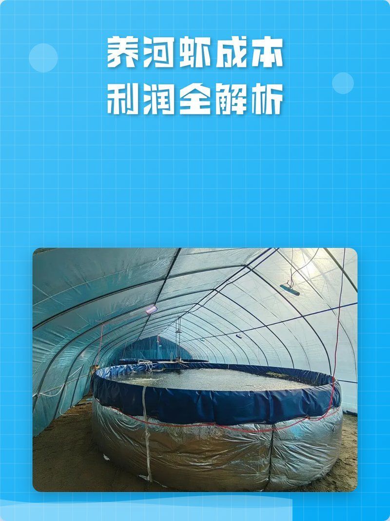 河蝦和龍魚(yú)哪個(gè)更有投資價(jià)值，河蝦和龍魚(yú)哪個(gè)更有投資價(jià)值？