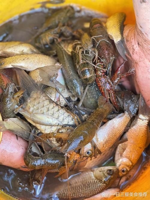 哪些食物有助于預防龍魚爛鰓，arxiv論文助手可輔助查找是否有水產營養學或觀賞魚