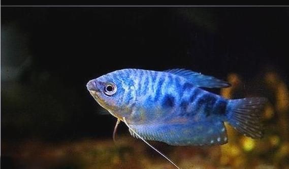 給我一張更清晰的藍曼龍魚公母對照圖，藍曼龍魚公母對照圖
