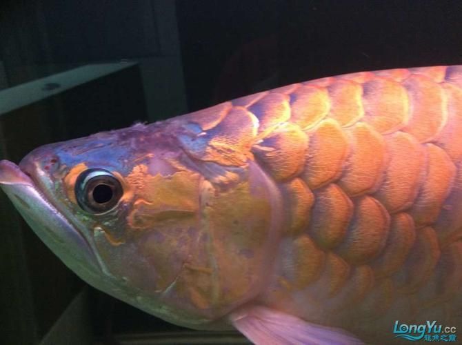 如何判斷龍魚是否嘴邊掉皮？，如何判斷龍魚嘴邊掉皮