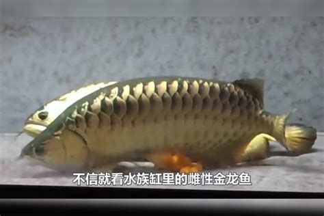 龍魚嘴巴掉皮后如何護理？，龍魚嘴巴掉皮（口腔潰瘍）
