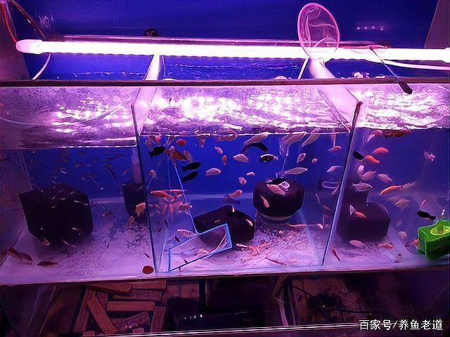龍魚誤用藥物后如何急救，龍魚中毒癥狀與操作