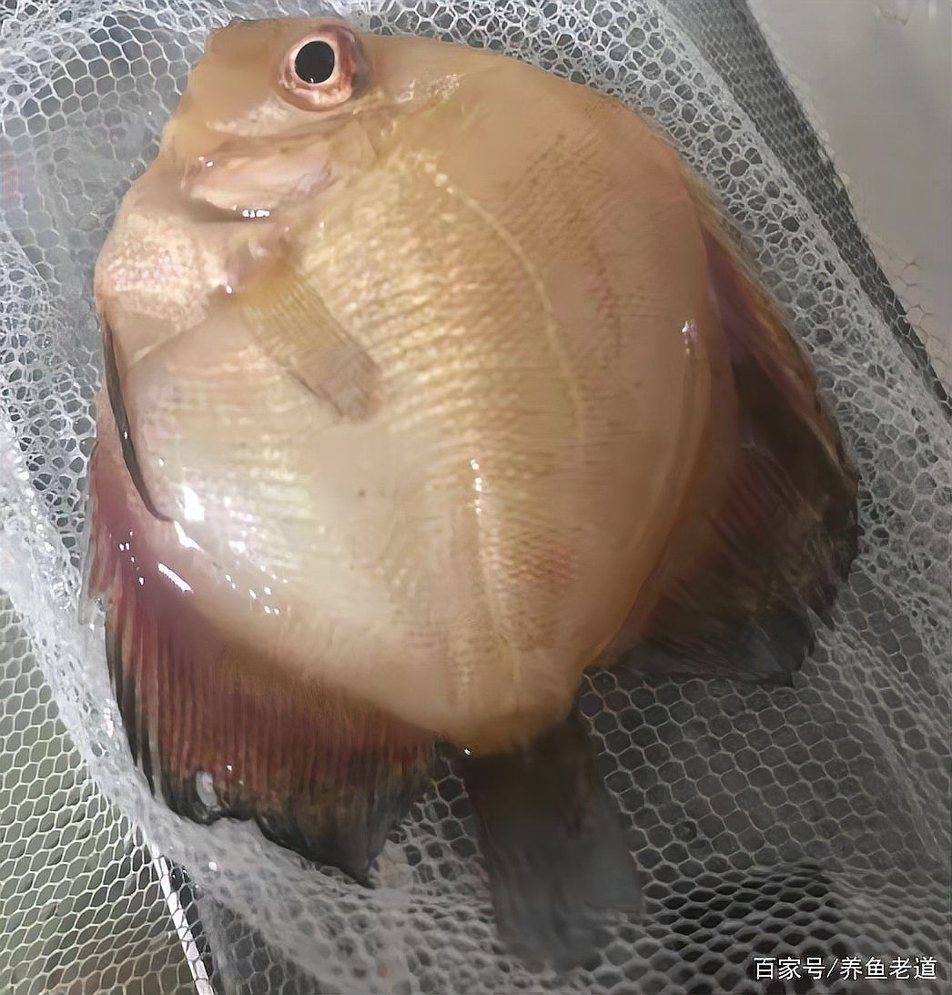龍魚誤用藥物后如何急救，龍魚中毒癥狀與操作