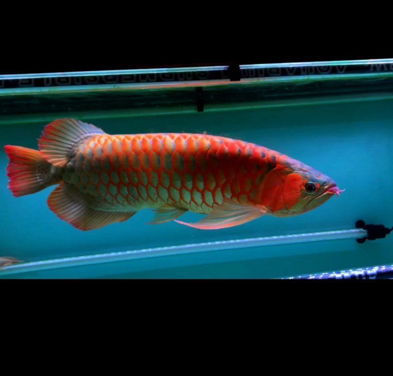 龍魚論壇有哪些特色服務(wù)？，龍魚百科（龍魚百科）