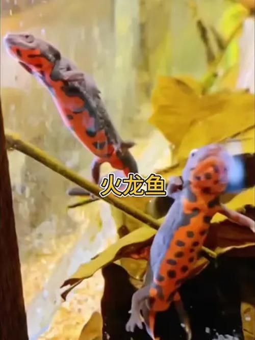 能否提供火龍魚活動空間的圖片示例，如何布置火龍魚的活動空間？