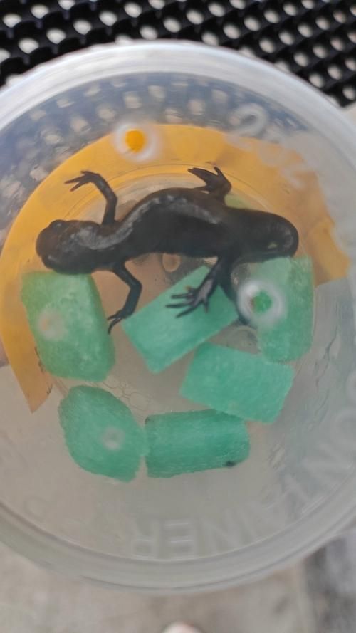 能否提供火龍魚活動空間的圖片示例，如何布置火龍魚的活動空間？