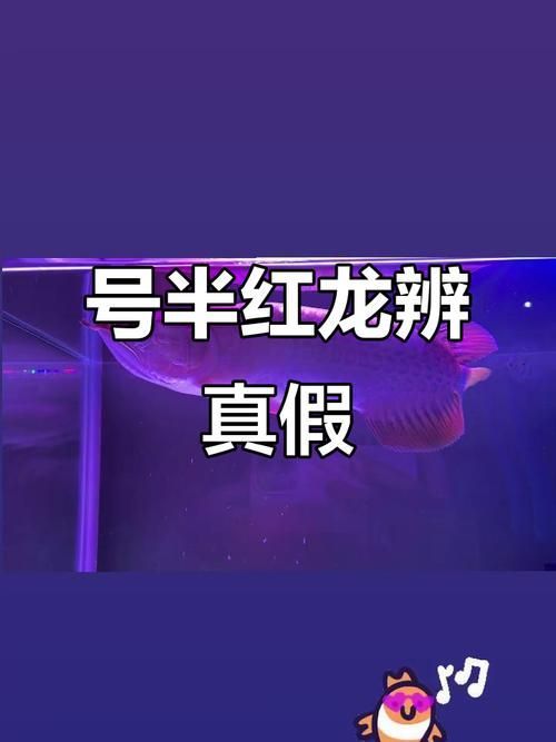 如何區分真假呼瑪龍魚？，呼瑪龍魚鑒別