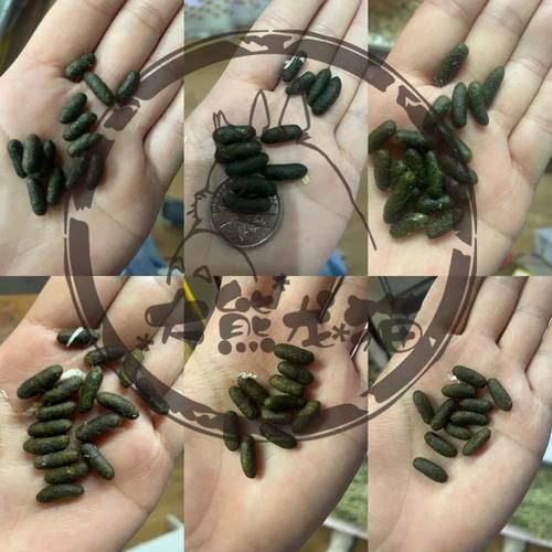 龍貓的消化系統異常有哪些癥狀，龍貓（倉鼠（倉鼠的一種）消化系統異常的權威醫學癥狀