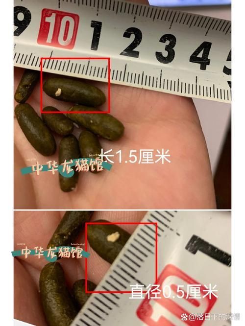 龍貓的消化系統異常有哪些癥狀，龍貓（倉鼠（倉鼠的一種）消化系統異常的權威醫學癥狀