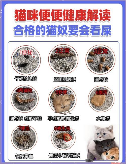 龍貓的消化系統異常有哪些癥狀，龍貓（倉鼠（倉鼠的一種）消化系統異常的權威醫學癥狀
