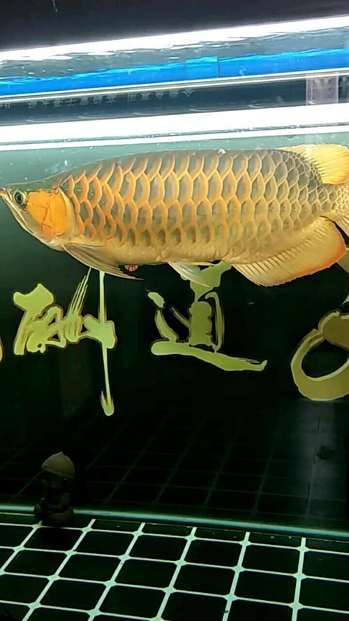 如何判斷戰車紅龍魚的品相，如何判斷戰車紅龍魚的品相？