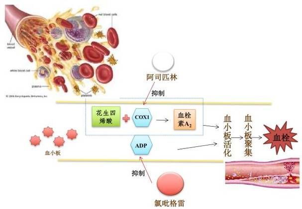 哪些藥物組合使用效果更好，藥物組合使用藥物組合使用的效果取決于多種因素、個體差異