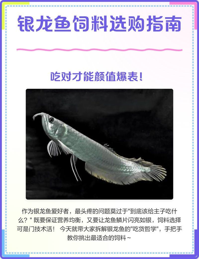 銀龍魚幼魚期吃什么飼料最好，如何訓練銀龍魚幼魚期多久可以長大？