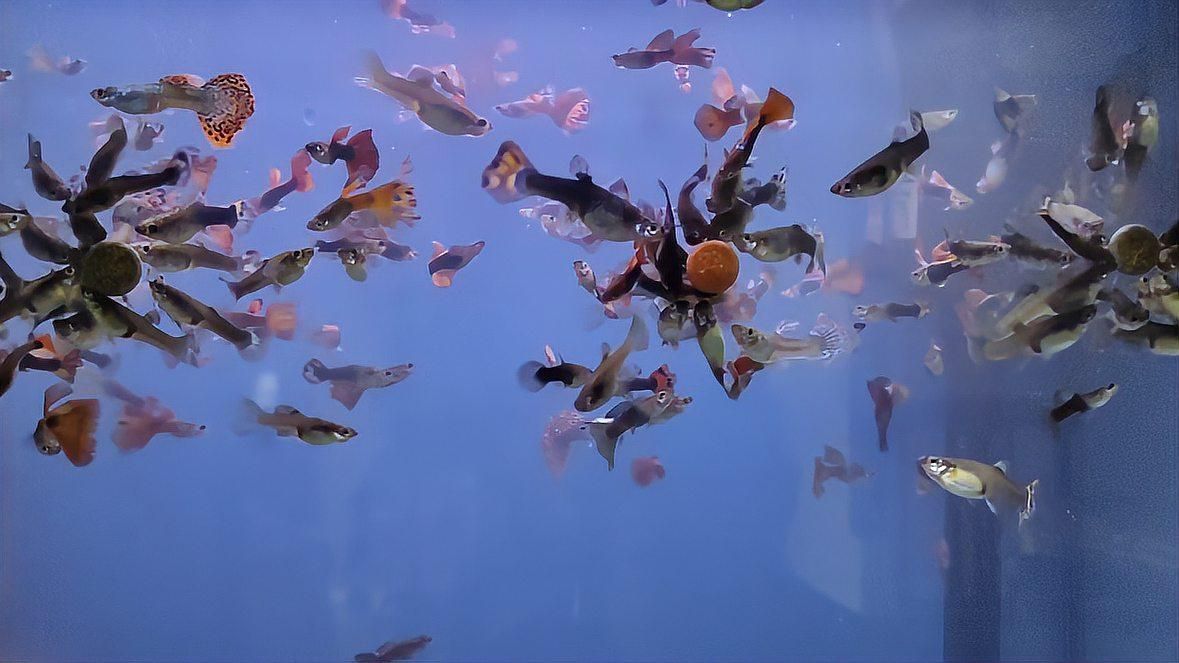 治療期間需要停食嗎如何判斷魚是否健康，如何判斷觀賞魚是否健康？