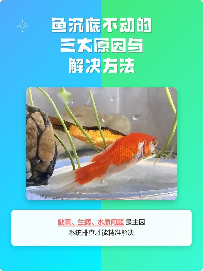魚沉底不動怎么辦，抗菌藥+升溫+靜養組合方案