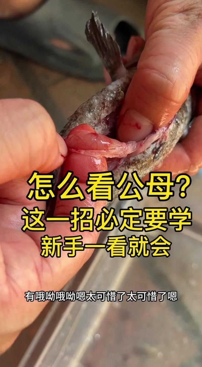 魚沉底不動怎么辦，抗菌藥+升溫+靜養組合方案