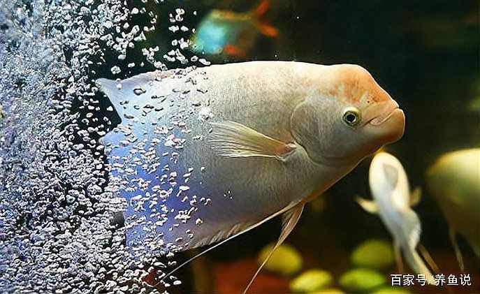 有哪些中草藥可以輔助預防銀龍魚潰爛，如何判斷銀龍魚是否患有潰爛病