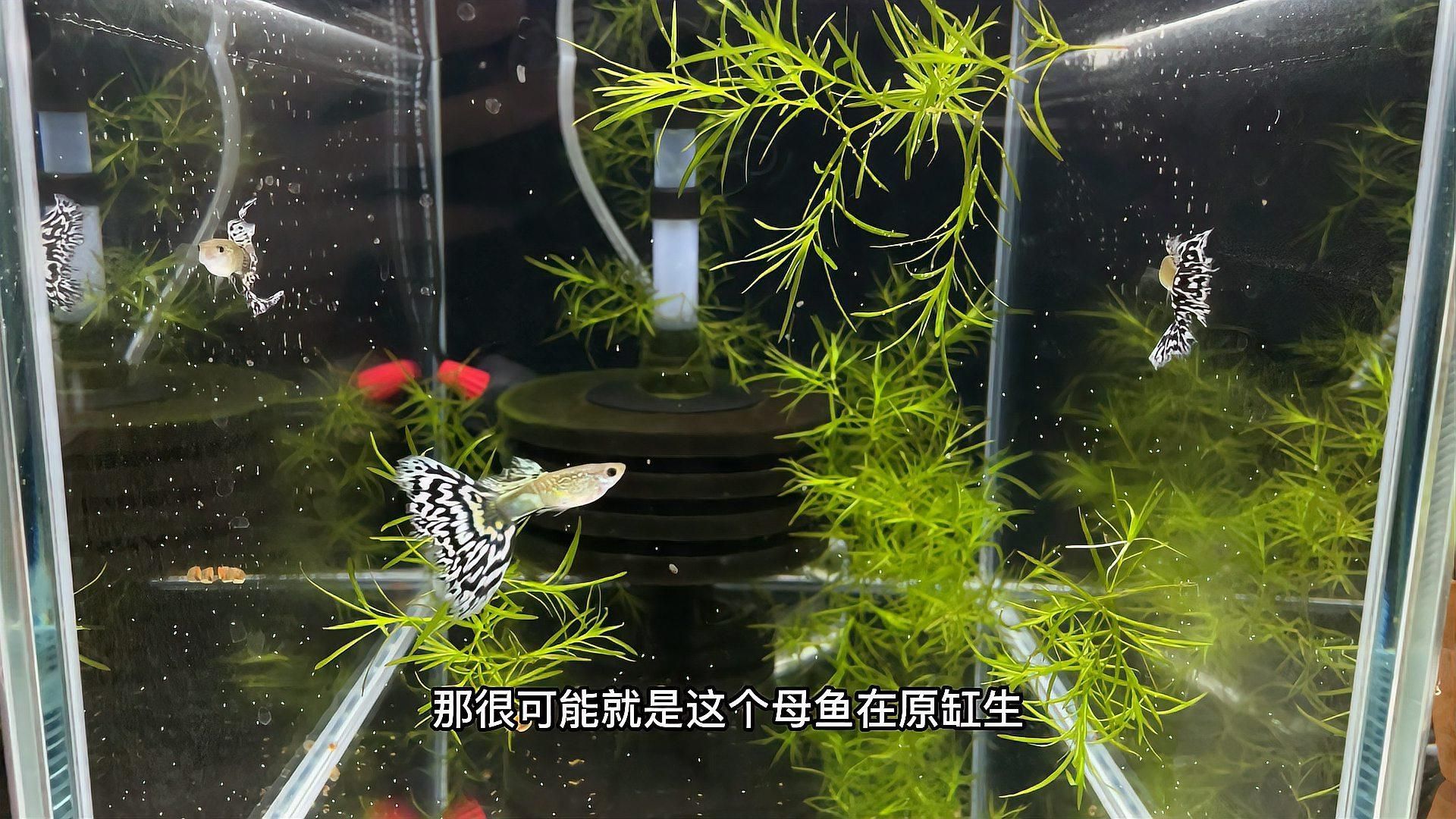 魚爛尾是什么原因引起的，孔雀魚爛尾怎么辦