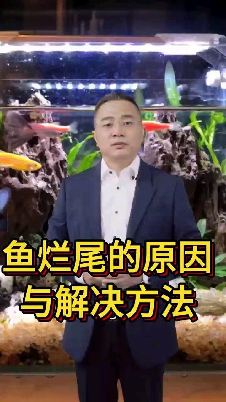 魚爛尾是什么原因引起的，孔雀魚爛尾怎么辦